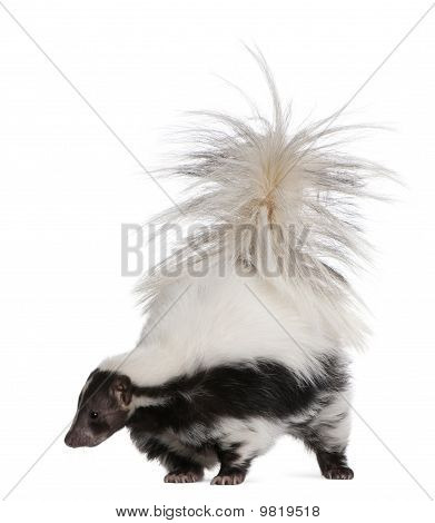 Gestreepte Skunk, Mephitis Mephitis, 5 jaar oud, staande voor de witte achtergrond