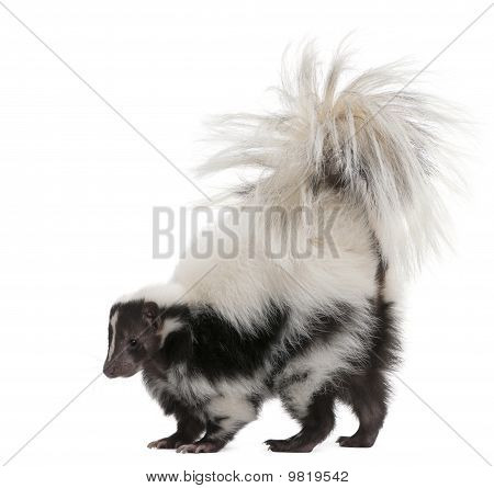 Gestreepte Skunk, Mephitis Mephitis, 5 jaar oud, staande voor de witte achtergrond