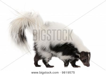 Gestreepte Skunk, Mephitis Mephitis, 5 jaar oud, staande voor de witte achtergrond