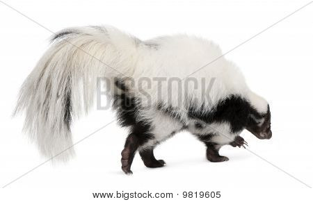 Gestreepte Skunk, Mephitis Mephitis, 5 jaar oud, staande voor de witte achtergrond