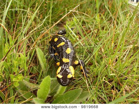 Lagarto de Salamandra en las montañas de los Cárpatos en Ucrania