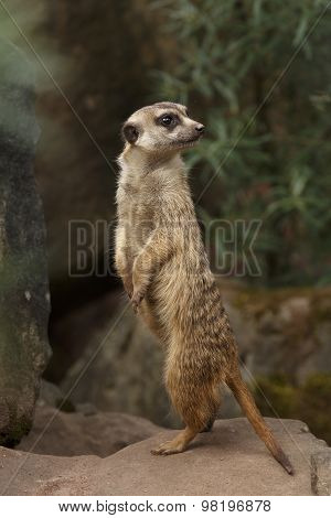 Suricate