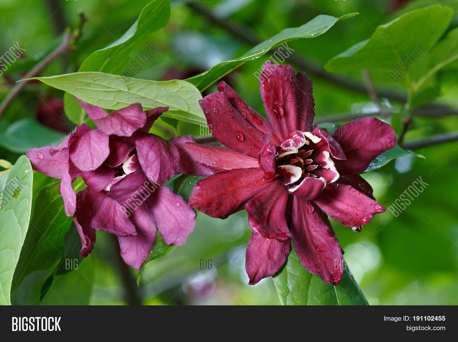Image Preview