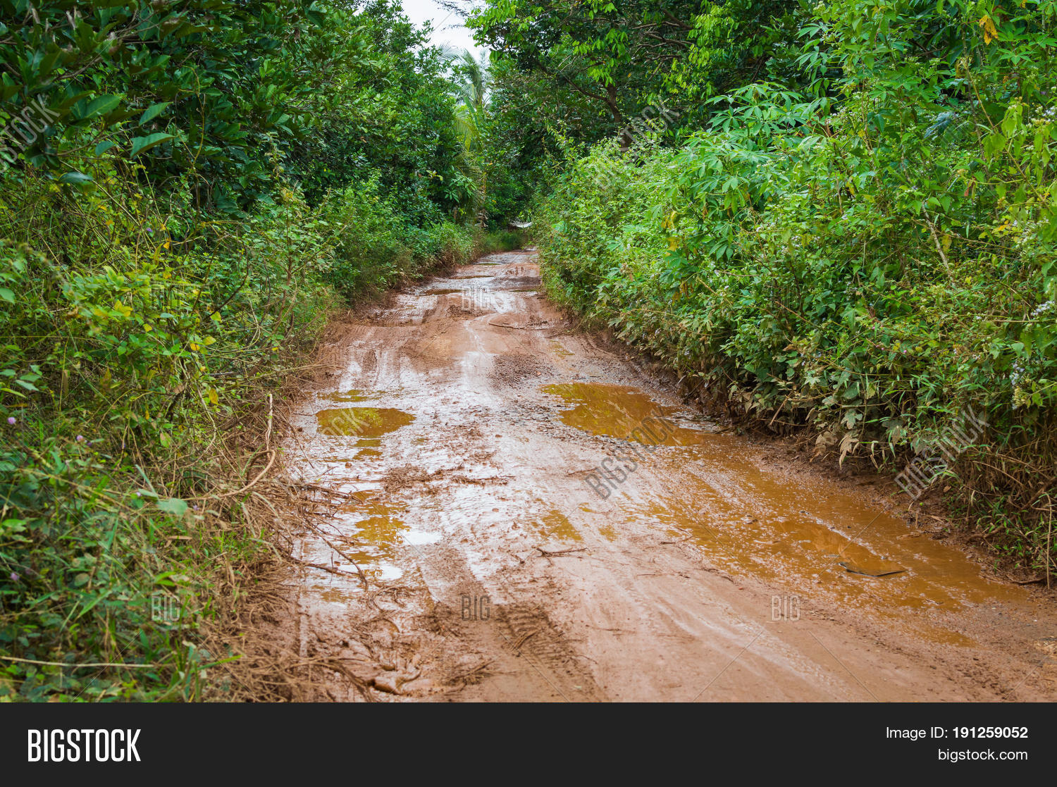 Dirt Mud Road Jungle Image & Photo (Free Trial) Bigstock