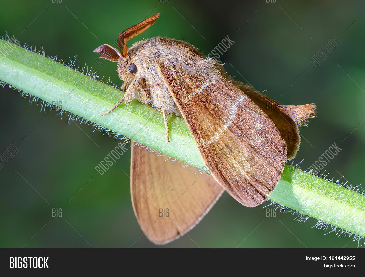 Image Preview