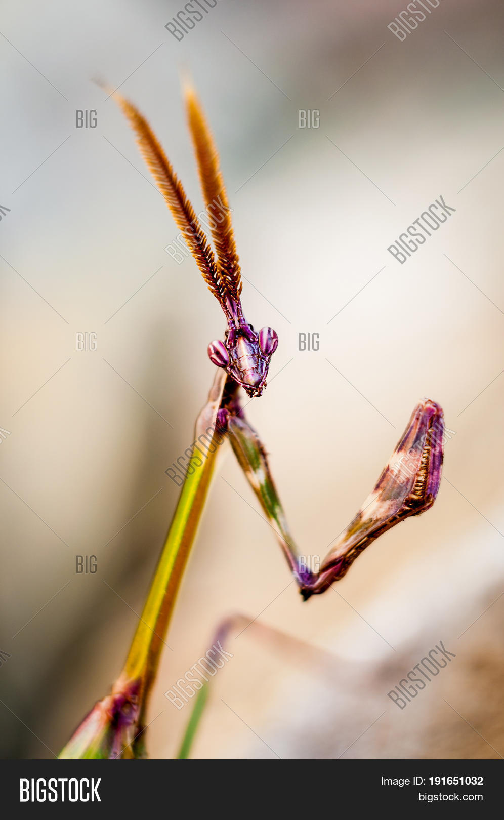 Image Preview
