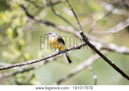 Grey Wagtail With Yellow Breast Sitting In A Tree
