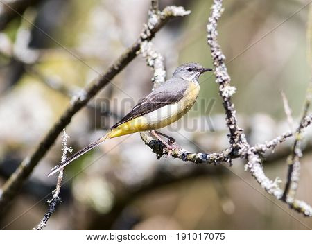 Grey Wagtail Sitting On A Branch In Sunlight