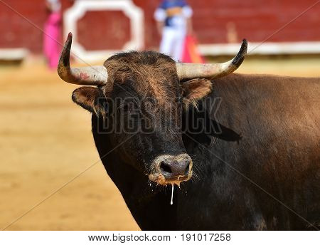 bull in spain with big horns in bulring