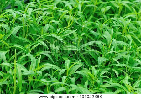 green water spinach plants in growth at vegetable garden