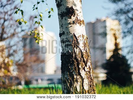 birch forest in sunlight in the morning