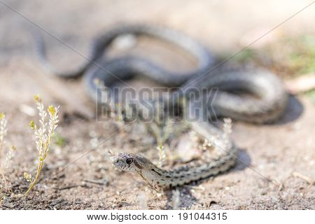 Pacific Gopher Snake - Pituophis catenifer catenifer. Adult, Santa Cruz County, California, USA.