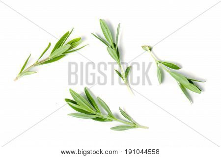Sprig of fresh thyme isolated on a white background.