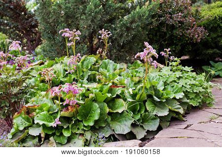 Bergenia crassifolia Siberian badan (Saxifraga crassifolia Mongolian tea) green foliage and purple flowers in the garden.