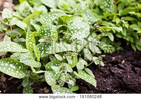 Shadow plant Pulmonaria saccharata in a flowerbed. Lungwort sugar spotted. Selective focus.