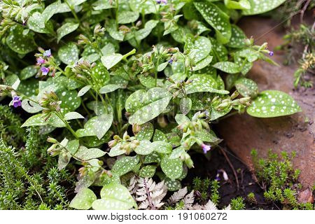 Shadow plant Pulmonaria saccharata in a flowerbed. Lungwort sugar spotted. Selective focus.