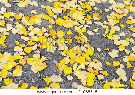 Fallen ash tree autumn leaves on background of gray asphalt road