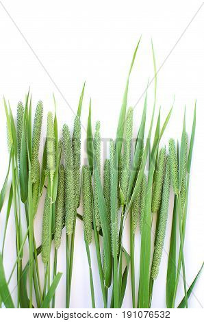 Green Grass Timothy-grass On A White Background