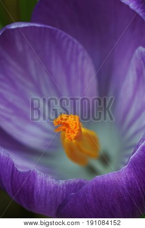 Spring Crocus Flower
