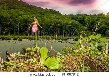 Pink Lady's Slipper growing in the wild.
