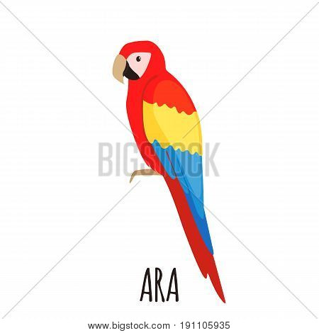 Cute Ara parrot in flat style isolated on whute background. Bird of Amazonian forests. Fauna of South America. Zoo bird. Vector illustration.