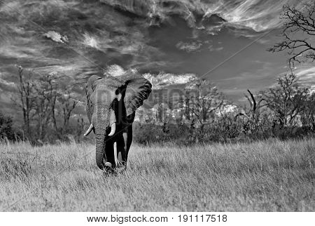 Large Bull Elephant walking across the African Plains with a cloudscape background in Mashonaland National Park, Zimbabwe