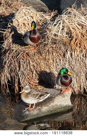 Two Mallard Drakes and a Mallard Hen together in dried grass along the side of a creek.