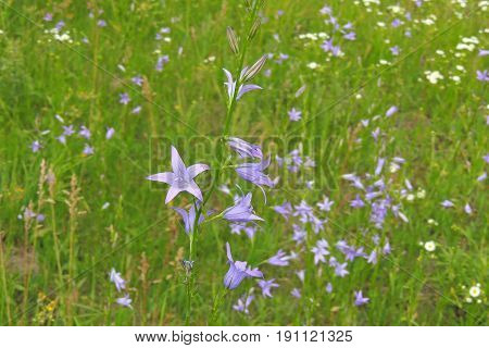 Bells In The Field