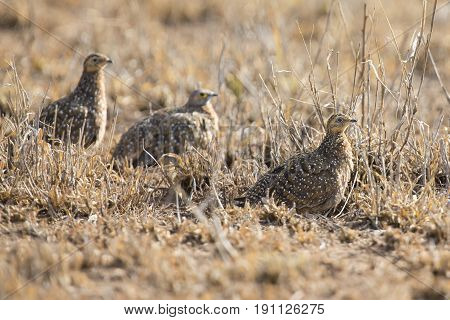Burchell's sandgrouse family walking in the desert looking for food