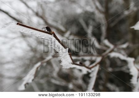 Murnau am Staffelsee, Germany: Close up of a branch covered with ice.