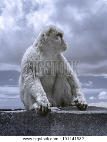 Gibraltar Monkey In Infrared