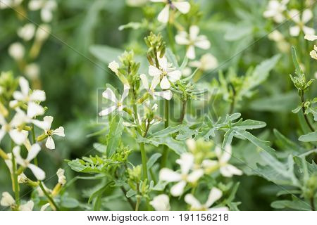 Arugula Flower. Eruca Lativa Plant. Rucola Blossom. Farmland Arugula. Rocket Salad. Food Spice And H
