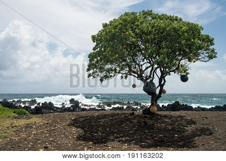 Single tree hung with boat bumpers by black lava rocks on the shore at Keanae on the road to Hana in Maui, Hawaii