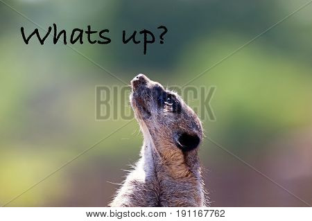 One cute meerkat looking up and wondering Whats Up. With colorful blurred background and Whats Up text.