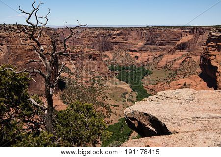 Dead Tree at the western end of the Spider Rock Overlook with an aerial view over Canyon de Chelly Arizona USA