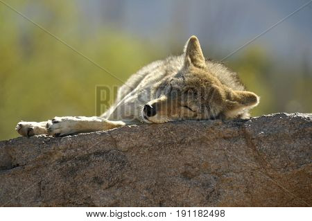 Coyote Napping on a Rock in the Desert