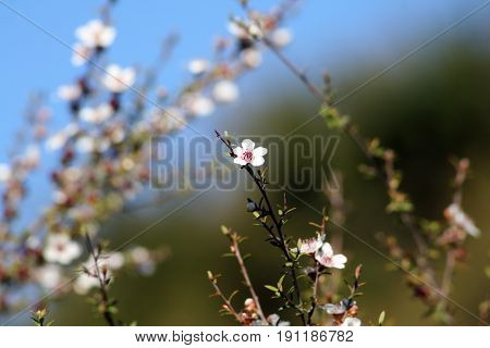 The small white flower of the Manuka tree, the nectar produces the healthy Manuka honey.