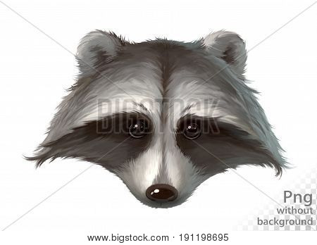 Head of a raccoon close-up, png without background