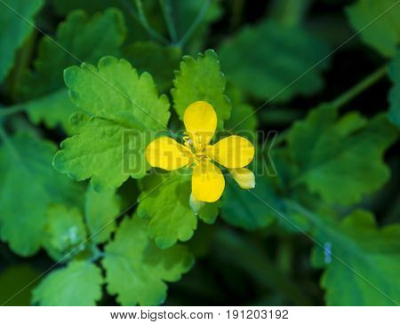 Celandine (Chelidonium) in garden. Healthy concept. Celandine