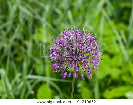 Allium aflatunense decorative onion violet flowers close-up selective focus shallow DOF.