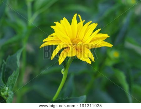 Marigold yellow flower petals at the base of dark-yellow at the edges light-yellow. Macro photo.