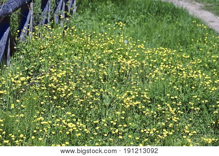 yellow buttercup in ameadow near my house