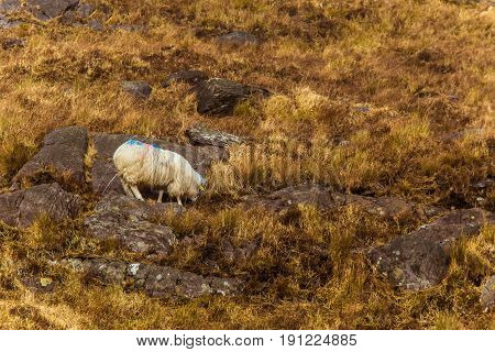 A Beautiful Irish Mountain Landscape In Spring With Sheep. Gleninchaquin Park In Ireland.