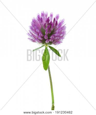 Clover flower isolated on white background. Trifolium pratense
