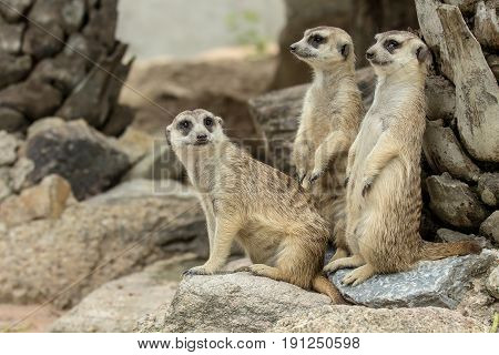 Family of Slender-Tailed Meerkats (Suricata suricatta) standing and looking for something.