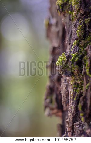 Green mos backgroundStone cover with green mos in tropical rain forest.selected focus
