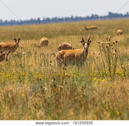 In Savannah, Steppe, Prairie A Herd Of Saigas Is Grazed.