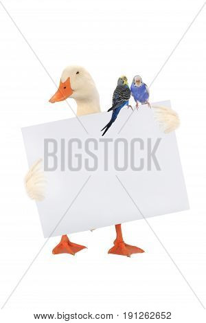 White Duck