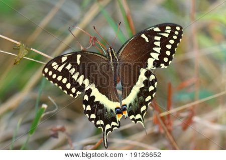 Otakárek Kréťanů (Papilio Kréťanů)