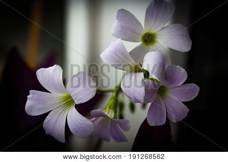 Close Up White Flower